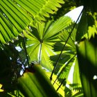 Rainforest canopy